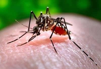 Combate a Dengue: data para lembrar dos cuidados diários contra a doença