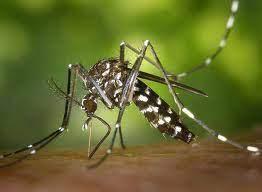 Dia Nacional de Combate à Dengue: Sábado (19) terá choque de ordem contra o Aedes aegypti