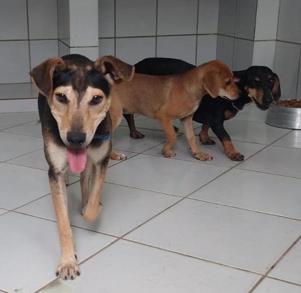 Dia de adoção responsável de pets neste sábado em Anchieta