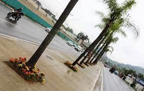 Prefeitura realiza revitalização do canteiro central da Avenida Mário Gurgel