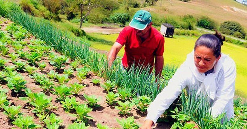 Agricultura familiar poderá fornecer seus produtos para a merenda escolar de Anchieta