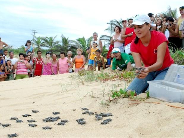 Hoje (19) tem abertura de ninhos de tartarugas marinhas em Anchieta