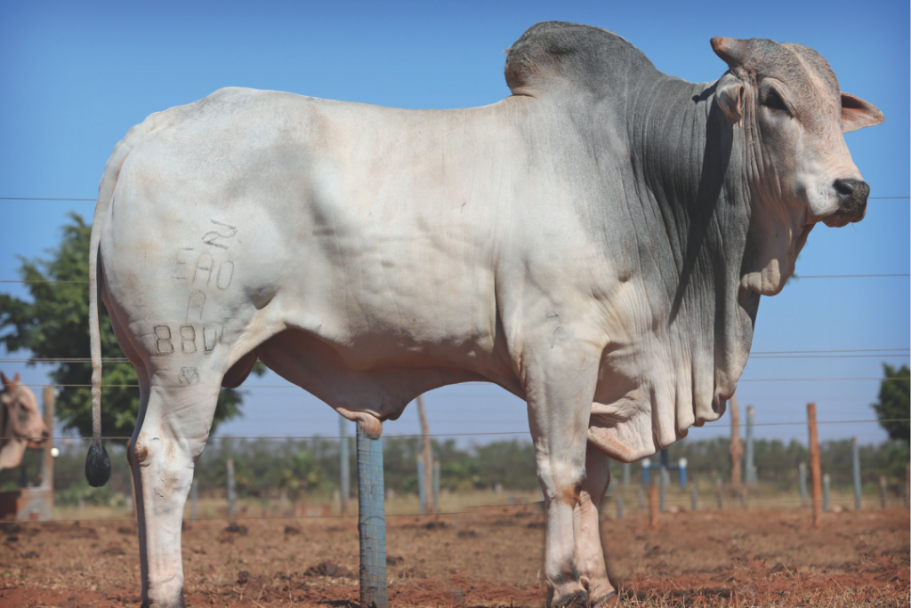 Inscrições do processo seletivo para realização de Inseminação Artificial em Bovinos até terça-feira, dia 24