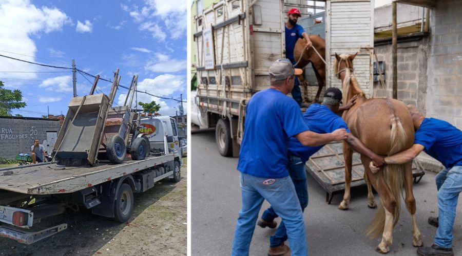 Operação apreende animais de grande porte e carroças em vias públicas