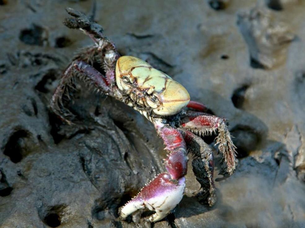 Período de defeso do caranguejo-uçá