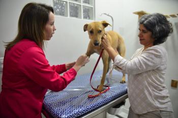 Prefeitura de Vitória amplia oferta de vagas para castração animal na capital