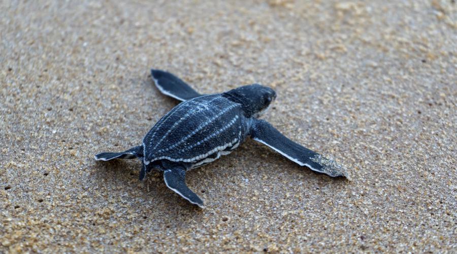 Prefeitura orienta como fazer ao encontrar animal marinho