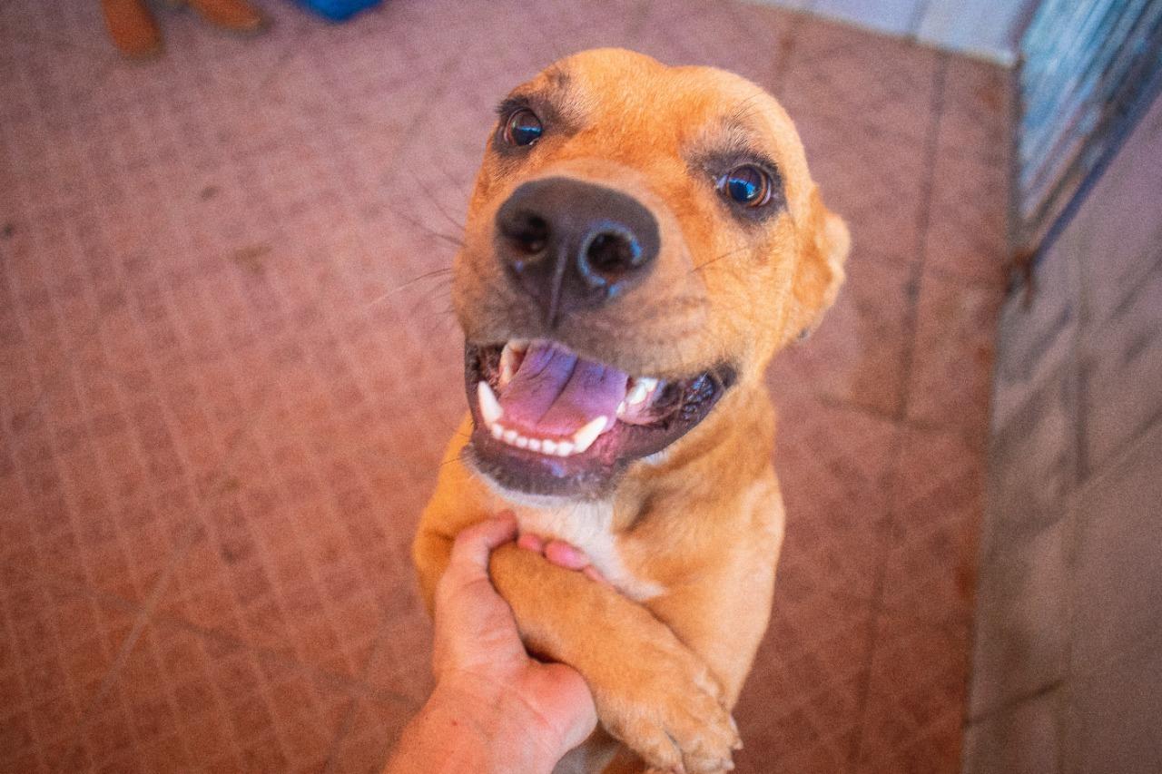 Continuam abertas as inscrições para castrações gratuitas de cães e gatos oferecidas pela Prefeitura de Linhares