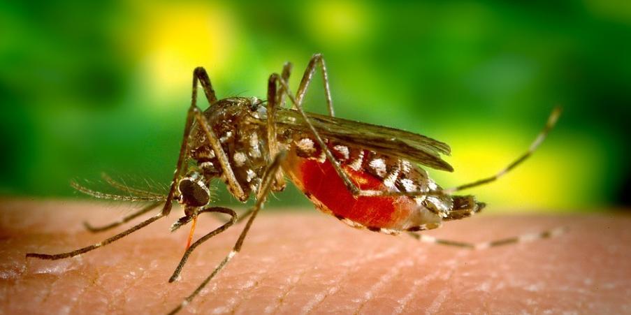 Força tarefa contra dengue em Anchieta