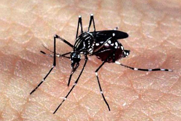 Não se esqueça da dengue, o mosquito está solto por ai