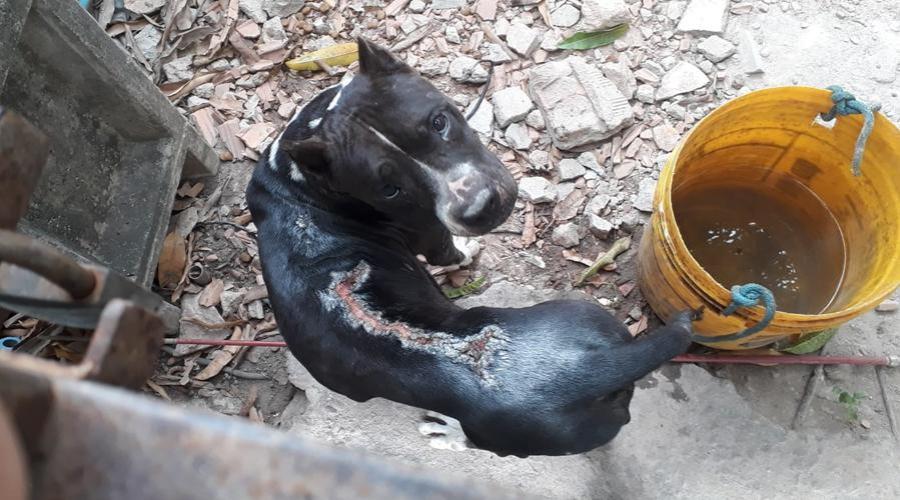 Prefeitura de Vila Velha resgata cachorro que sofria maus-tratos