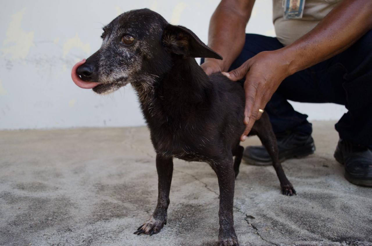 Unidade de Vigilância de Zoonoses disponibiliza animais para doação