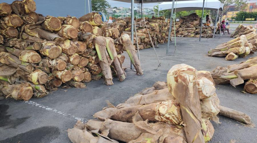 ​Inscrições abertas para comercialização do Palmito In Natura