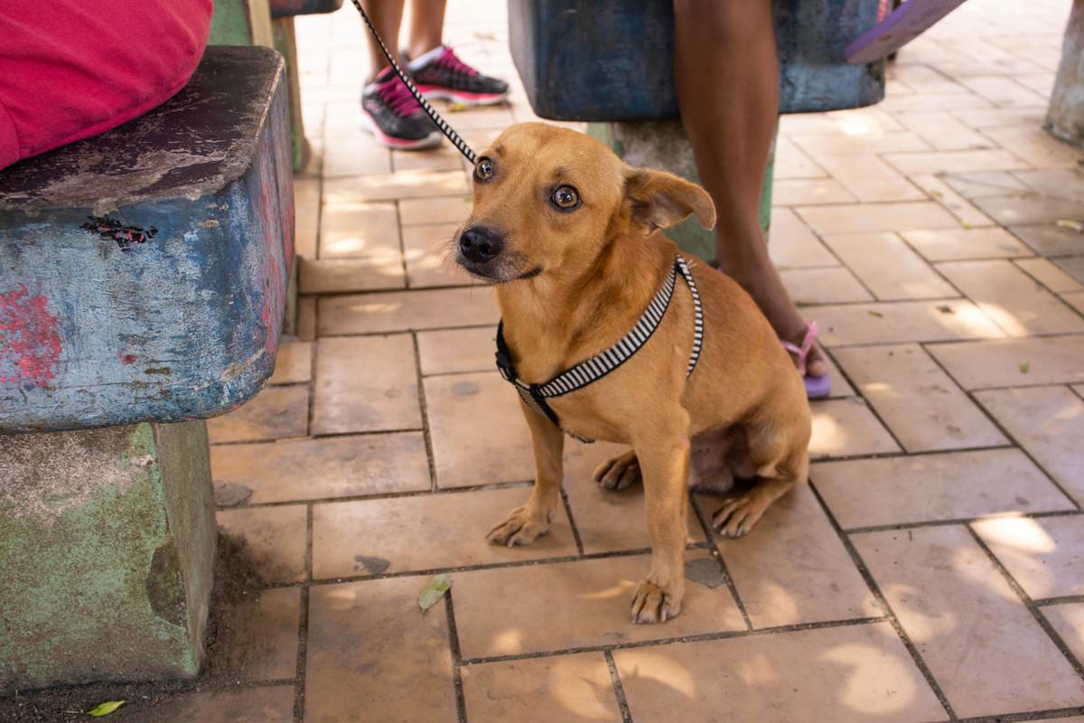 O Projeto Castra Pet Piúma atinge a marca de 600 animais CASTRADOS