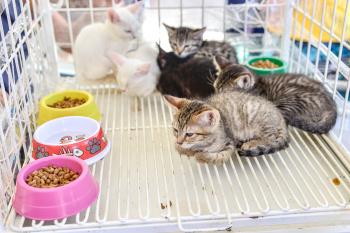 Que tal um novo amigo? Sábado tem evento de adoção de cães e gatos em Vitória