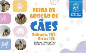 Sábado (11) tem feira de adoção de cães no Cariacica + Perto de Você, em Flexal II