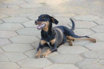 Saiba como ajudar um animal em situação de abandono nas ruas