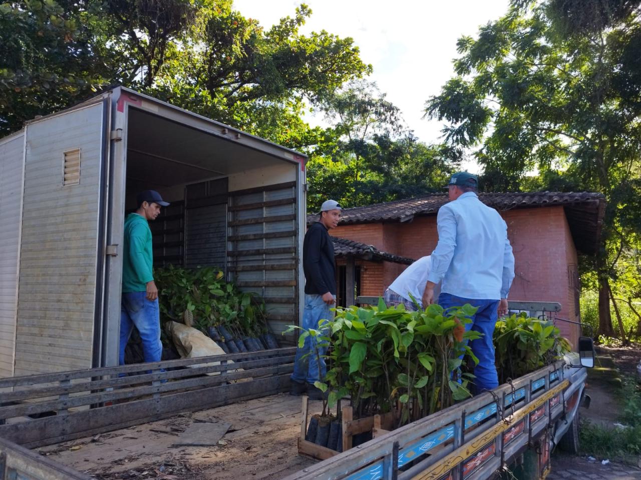 15 mil mudas de cacau serão entregues a agricultores de Anchieta