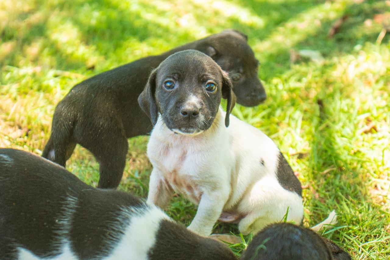 Feira de adoção de animais resgatados será realizada na Praça 22 de Agosto em Linhares no próximo dia 20 (sábado)