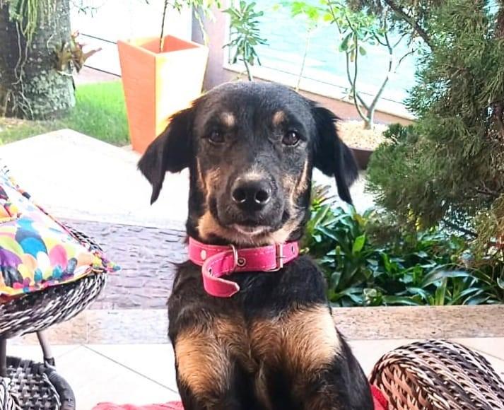 Fofura: veja os pets que estarão na Feira de Adoção de animais resgatados na Praça 22 de Agosto neste sábado (20)