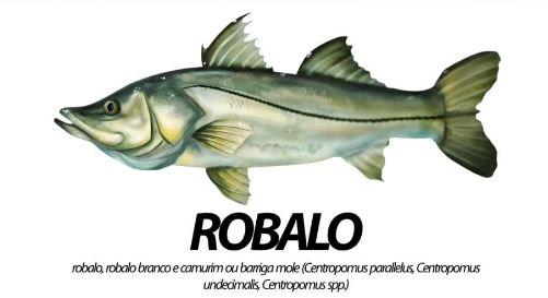 Robalo está protegido até 30 de junho