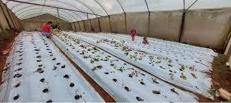 Secretaria de Agricultura inicia projeto de plantio experimental de morango na zona rural de Cariacica