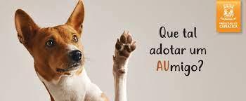 Sábado (10) tem Feira de Adoção de Cães na Praça de Campo Grande