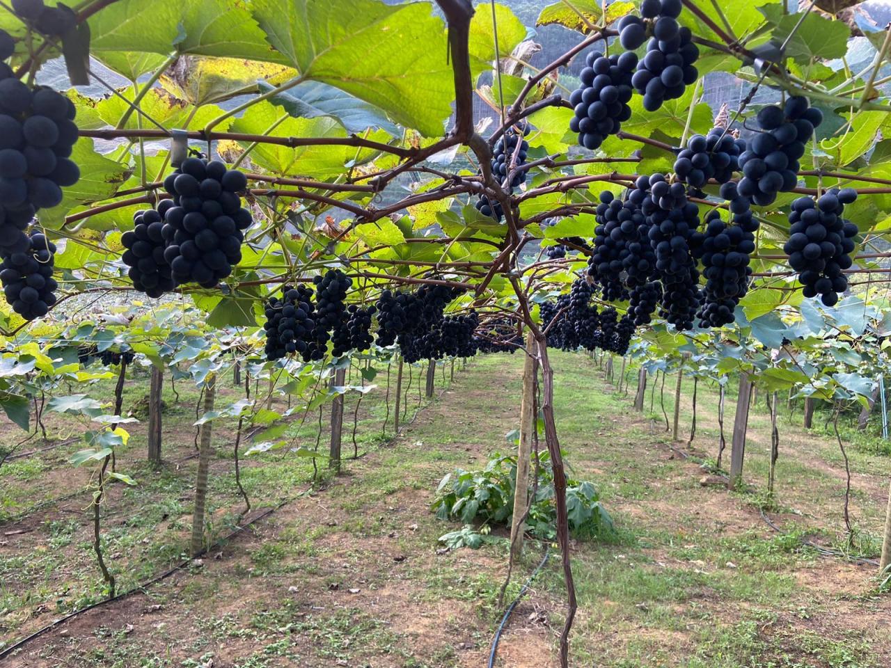Visitas ao polo de uva em São Rafael continuam nesta semana