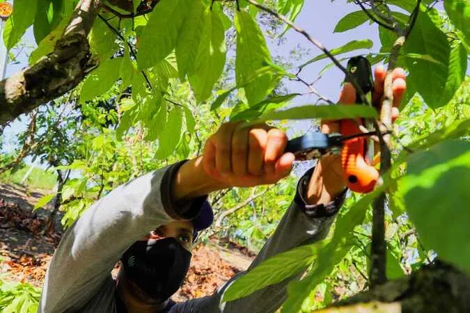 Curso para produtores de cacau em Alto Joeba
