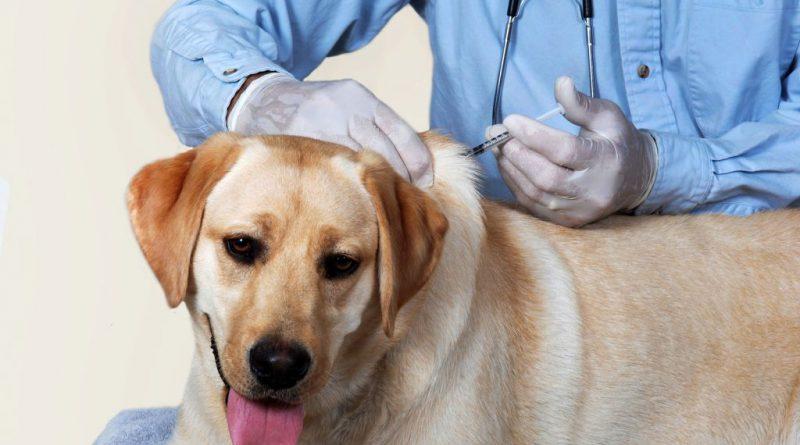 Vacinação antirrábica chega ao Humaitá neste sábado (05)