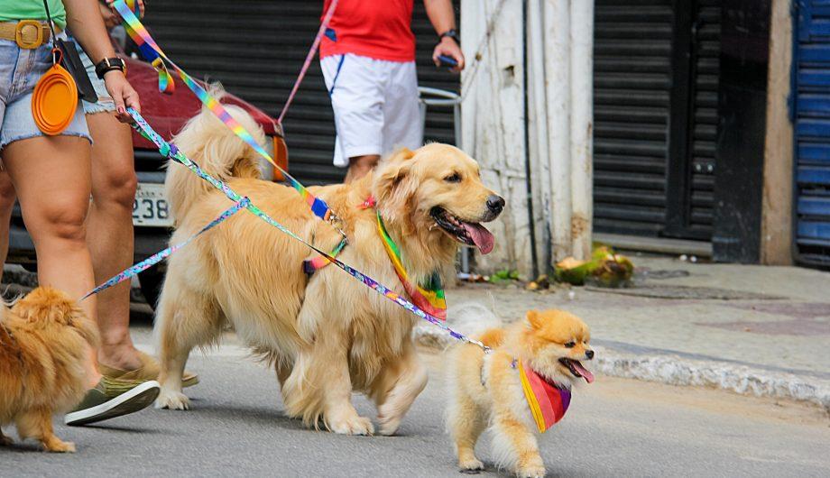 Terceira edição da “Cãominhada” acontece no próximo domingo (17)