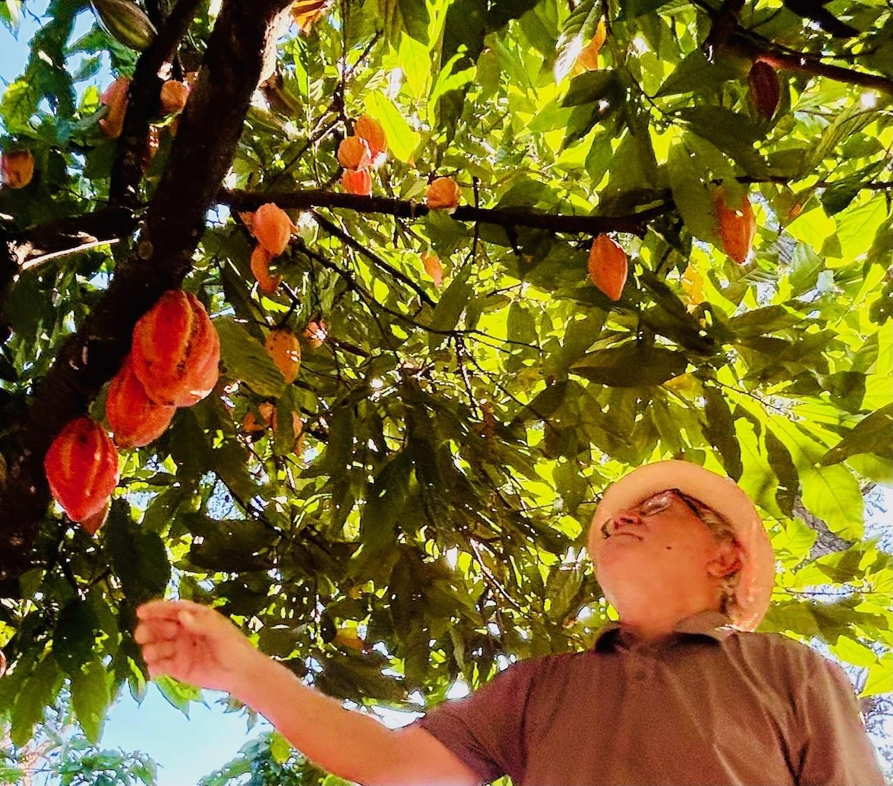 Assistência rural ajuda no aumento da produção de cacau de cabruca na foz do Rio Doce