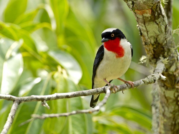 Governo do Estado cria o Parque Estadual Saíra-Apunhalada para proteger ave mais ameaçada do país