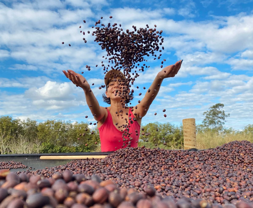 Primeira estimativa oficial de safra 2026 indica crescimento da produção de café no Espírito Santo