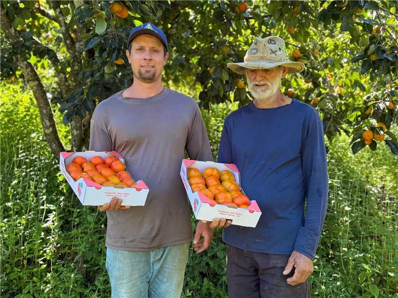 Família se dedica na produção de caqui em Alfredo Chaves