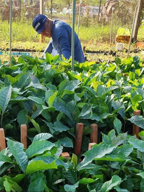 Alfredo Chaves inicia entrega de mudas do Projeto Arranjos Produtivos com distribuição de café