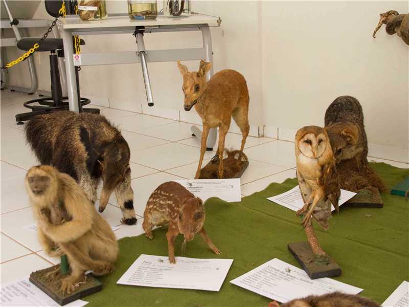 Polícia Militar Ambiental realizará exposição nesta sexta, 29, em Alfredo Chaves