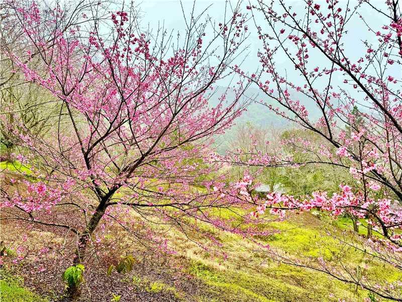 Circuito das Cerejeiras reúne sabores, paisagens e experiências até o Bosque das flores