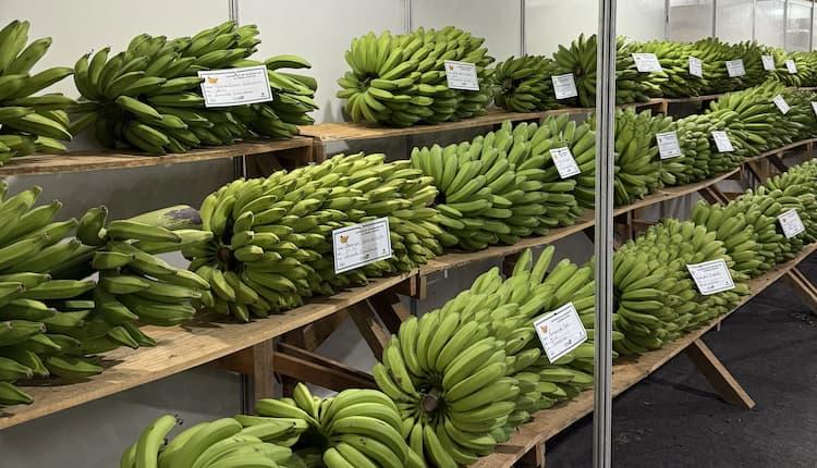 Concurso da Banana vai premiar os melhores produtores durante festa em Alfredo Chaves