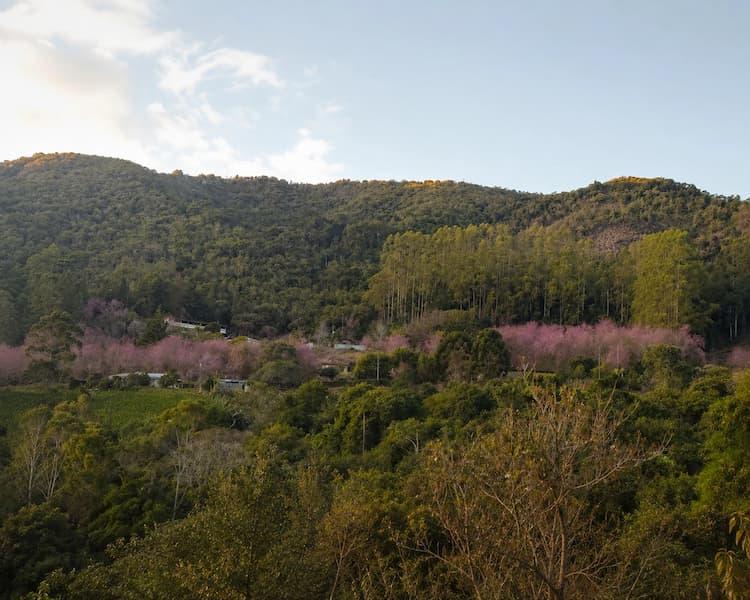 A espera acabou: Bosque das Cerejeiras chega ao auge da floração em Alfredo Chaves