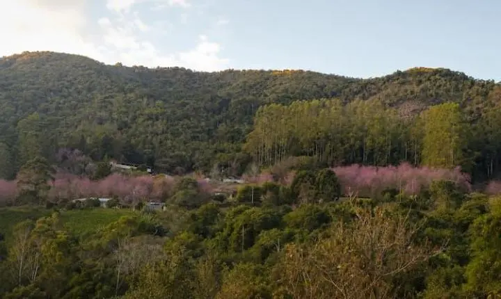 A espera acabou: Bosque das Cerejeiras chega ao auge da floração em Alfredo Chaves