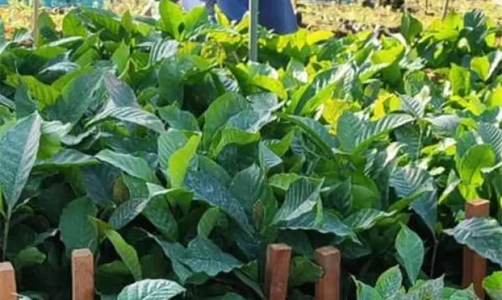 Alfredo Chaves inicia entrega de mudas do Projeto Arranjos Produtivos com distribuição de café