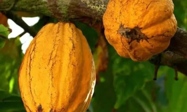 Alfredo Chaves recebe treinamento gratuito sobre cultivo do cacaueiro