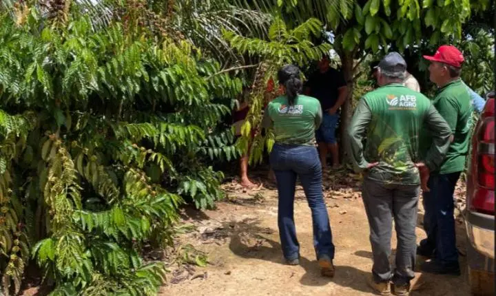 Café na Amazônia: o agronegócio que une produtividade, sustentabilidade e inclusão