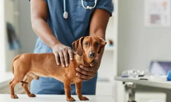 Castração de pets agora pode ser solicitada on-line em Alfredo Chaves