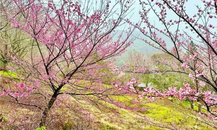 Circuito das Cerejeiras reúne sabores, paisagens e experiências até o Bosque das flores