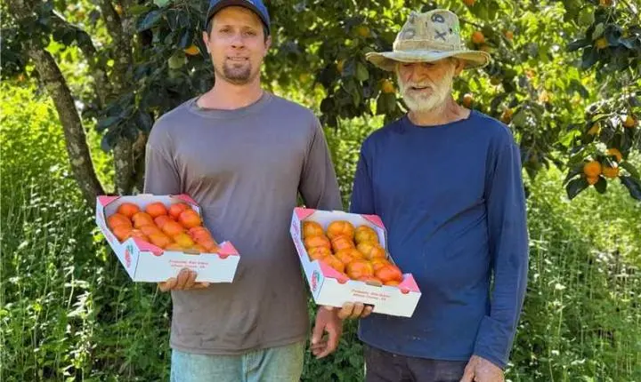 Família se dedica na produção de caqui em Alfredo Chaves
