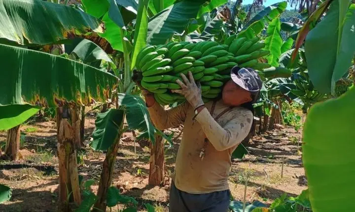 Internos iniciam colheita de 10 mil quilos de banana no Complexo Penitenciário Rodrigo Figueiredo da Rosa