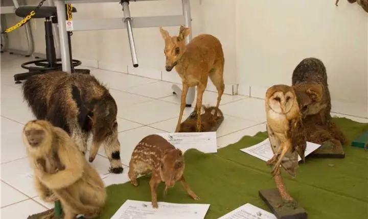 Polícia Militar Ambiental realizará exposição nesta sexta, 29, em Alfredo Chaves